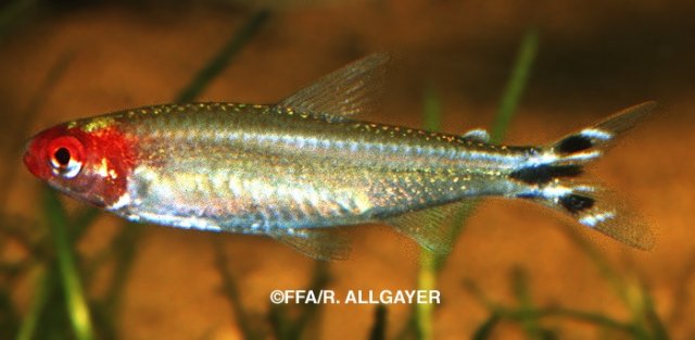 Petitella georgiae - 